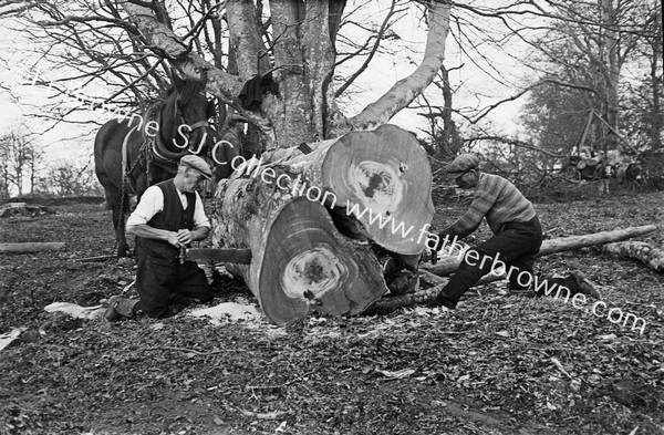 EARLY RECORDS OF FORESTRY WORK LOGGING